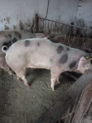 Vand porci pentru sacrificat - imagine 4