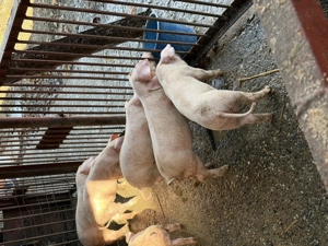 Purcei de vanzare landras de 8 săptămâni vaccinati - imagine 4