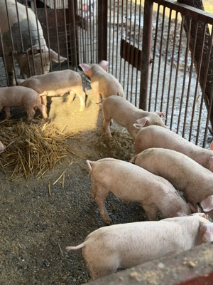 Purcei de vanzare landras de 8 săptămâni vaccinati - imagine 3