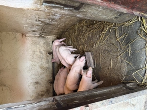 Purcei de vanzare landras de 8 săptămâni vaccinati - imagine 7