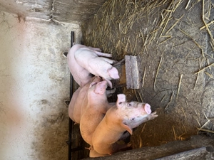 Purcei de vanzare landras de 8 săptămâni vaccinati - imagine 6