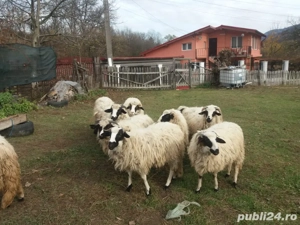 vand oi noatine  - imagine 2