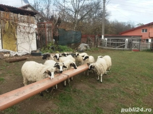 vand oi noatine  - imagine 3