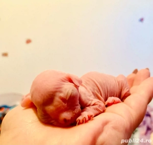 Pisicute Sphynx Sfinx