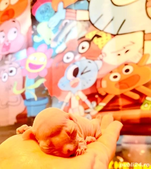 Pisicute Sphynx Sfinx - imagine 2