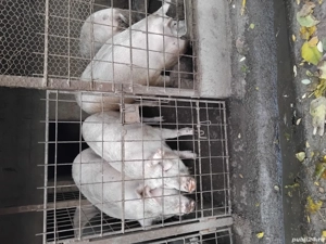 vand porci sunt crescuti natural  - imagine 2