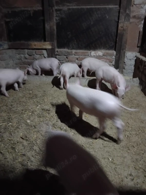 Porci de vanzare - imagine 4