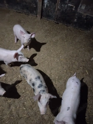 Porci de vanzare - imagine 2