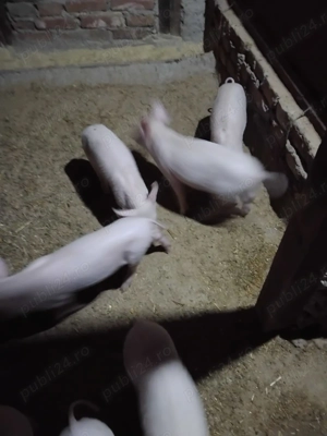 Porci de vanzare - imagine 3