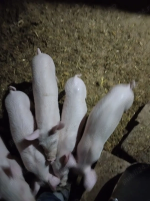 Porci de vanzare - imagine 5