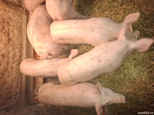 Porci rasa de carne - imagine 3