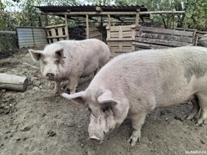 Doua scroafe de sacrificat  - imagine 2