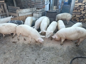 Vând purcei 9-10 săptămâni 300 lei bucata și porci grași 80-200 kg.  - imagine 4