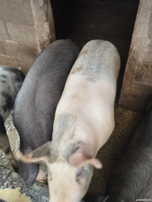 Vând porci pentru sacrificat - imagine 4