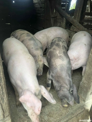 vand porci de carne de la 100 la 200 kg