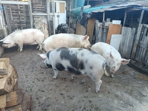 Vând purcei 9-10 săptămâni 300 lei bucata și porci grași 80-200 kg.  - imagine 3