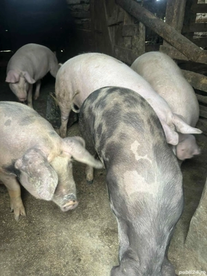 vand porci 130 -190 kg