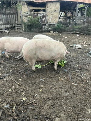 vand porci 130 -190 kg - imagine 2