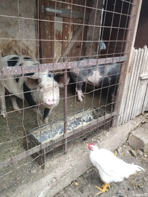 Vând porci pentru sacrificat - imagine 2