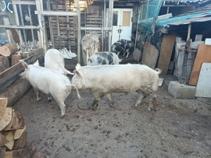 Vând purcei 9-10 săptămâni 300 lei bucata și porci grași 80-200 kg.  - imagine 5