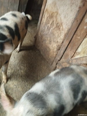 Vând porci pentru sacrificat