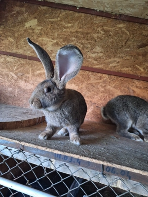 Iepuri Uriaș German  - imagine 2