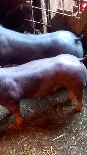 Vand purcei pietrain 23-25kg - imagine 5