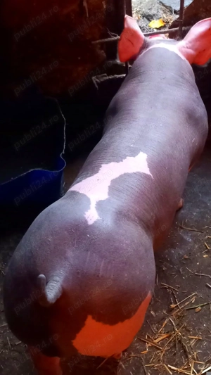 Vand purcei pietrain 23-25kg - imagine 2