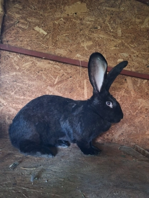 Iepuri Uriaș German  - imagine 3