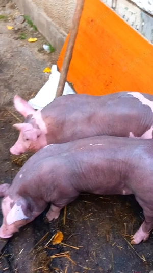 Vand purcei pietrain 23-25kg - imagine 3