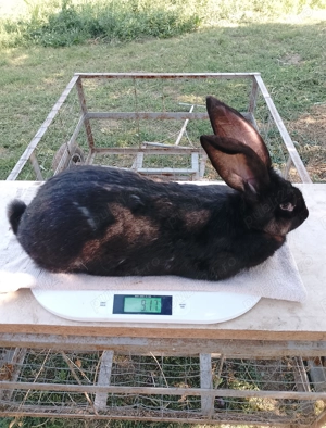 Iepuri Uriaș German  - imagine 5