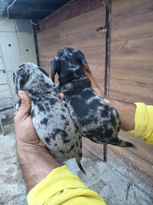 Vand catei teckel merle - imagine 3