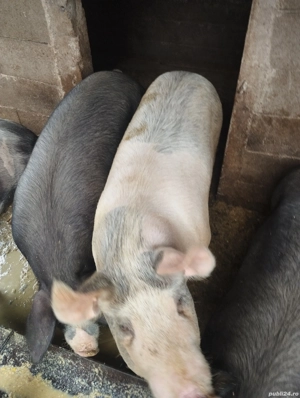 Vând porci pentru sacrificat - imagine 3