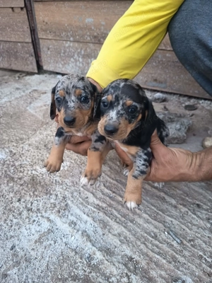 Vand catei teckel merle - imagine 2