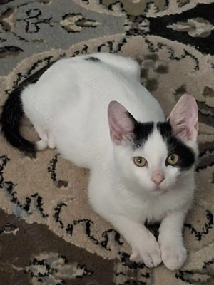 Adopție motănel Bucureşti 