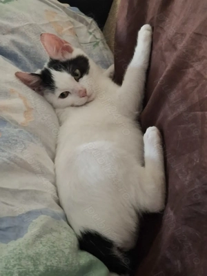 Adopție motănel Bucureşti  - imagine 3