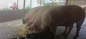 Vând porci grași Marele Alb și Pietran