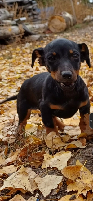 Teckel de vânzare  - imagine 2