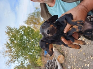 Teckel de vânzare  - imagine 3