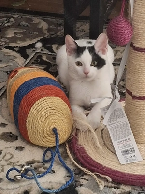 Adopție motănel Bucureşti  - imagine 4