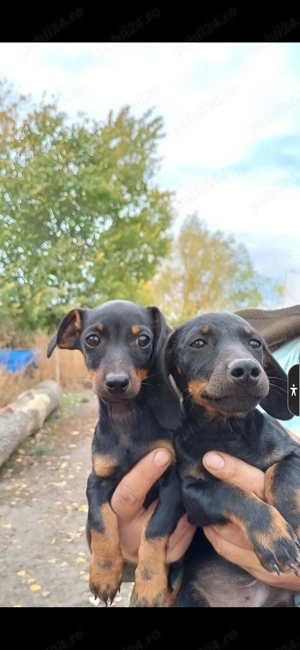 Teckel de vânzare  - imagine 5