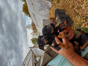 Teckel de vânzare  - imagine 4