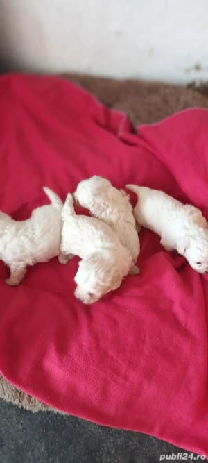 De vinzare bisoni maltezi 