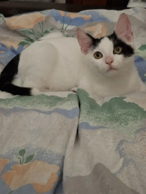 Adopție pisoi 4-5 luni Bucuresti - imagine 3