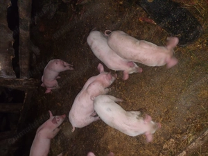  Vând purcei 6 săptămâni. - imagine 2