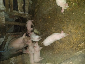  Vând purcei 6 săptămâni. - imagine 3