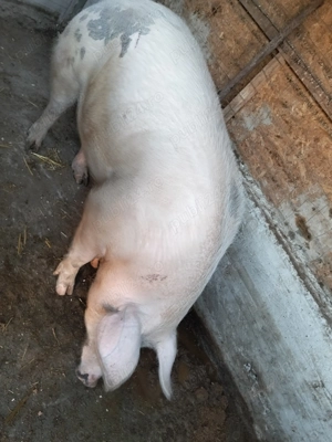 Porci de vânzare......