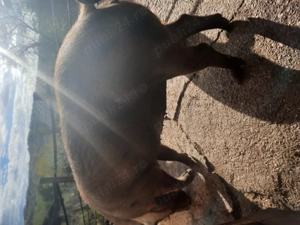 Porc de Craciun - imagine 5