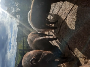 Porc de Craciun - imagine 4