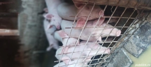 porci toate mărimile  - imagine 4